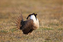 Gunnison Sage-Grouse